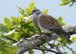 European Turtle Dove