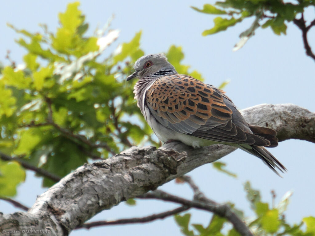 Tourterelle des bois, identification