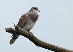 European Turtle Dove