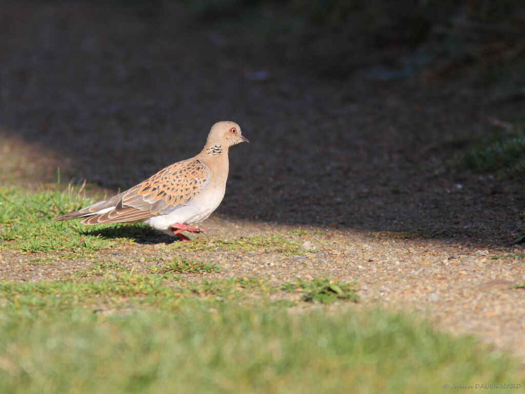 European Turtle Dove