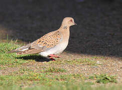 European Turtle Dove