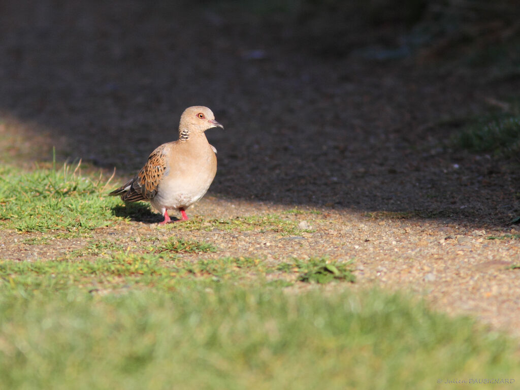 Tourterelle des bois, identification