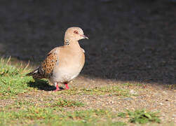 European Turtle Dove