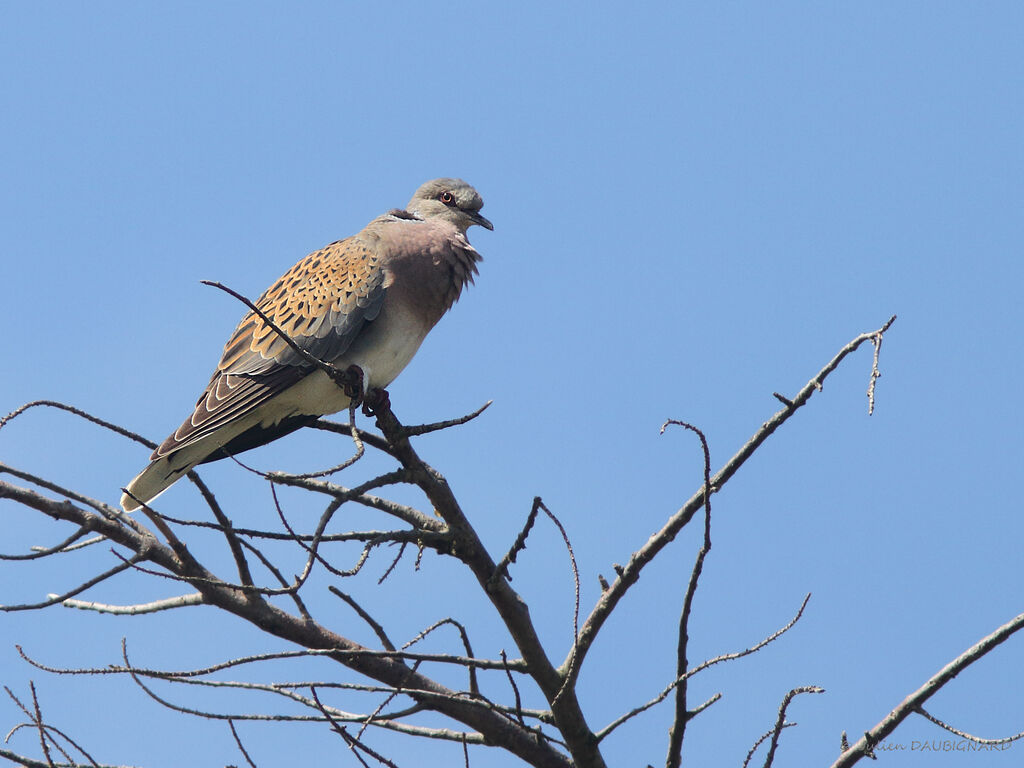 European Turtle Dove, identification