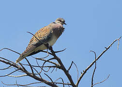 European Turtle Dove