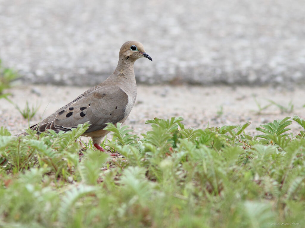 Mourning Dove, identification