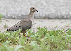 Mourning Dove