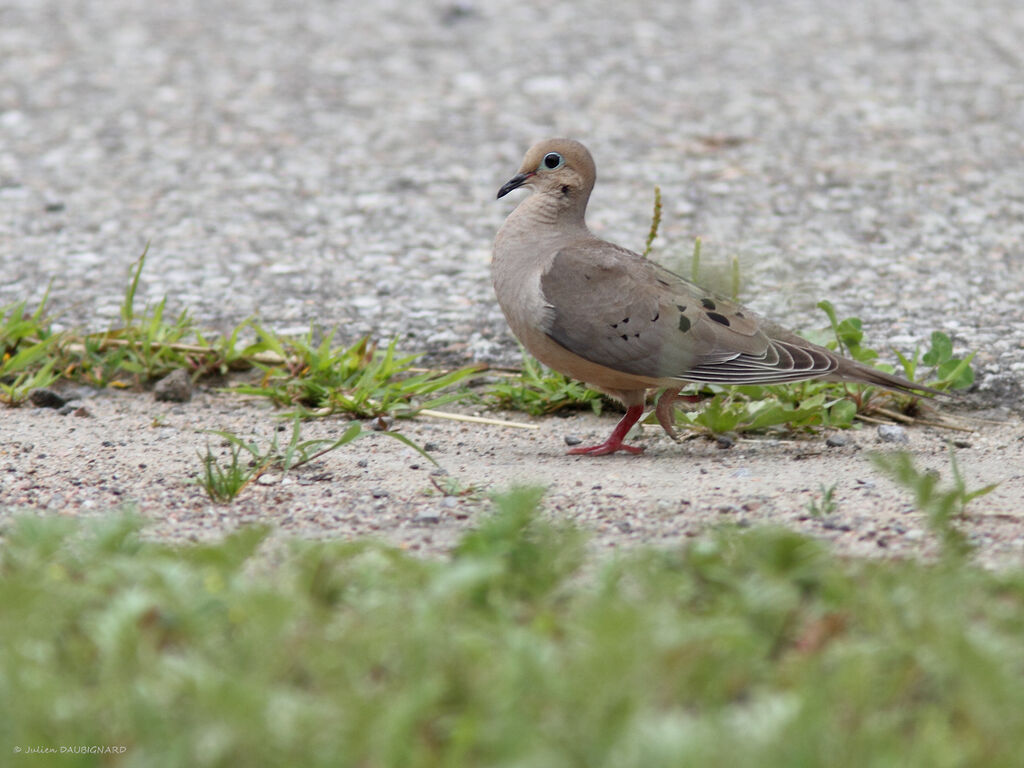 Mourning Dove, identification