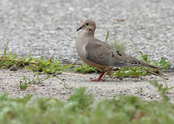 Mourning Dove