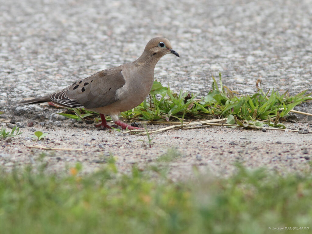 Mourning Dove, identification