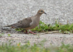 Mourning Dove