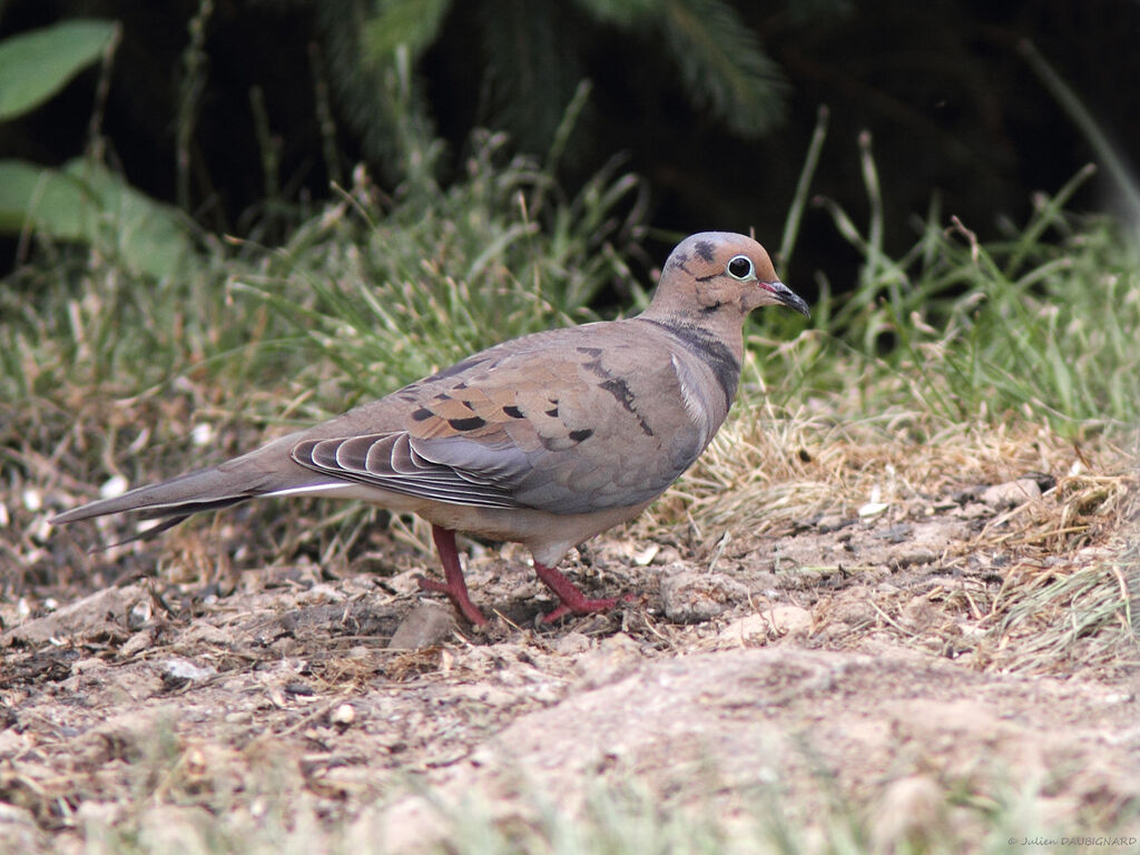 Mourning Dove, identification