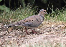 Mourning Dove