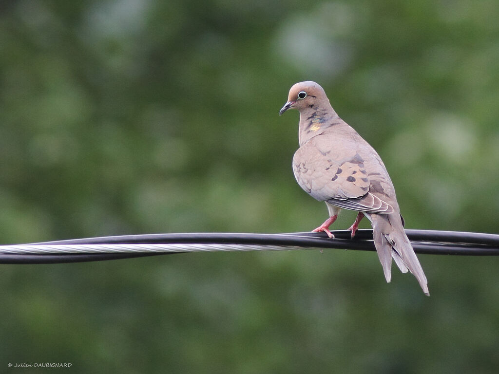 Mourning Dove, identification