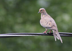 Mourning Dove