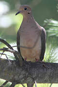 Mourning Dove