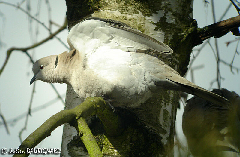 Eurasian Collared Dove