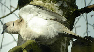 Eurasian Collared Dove