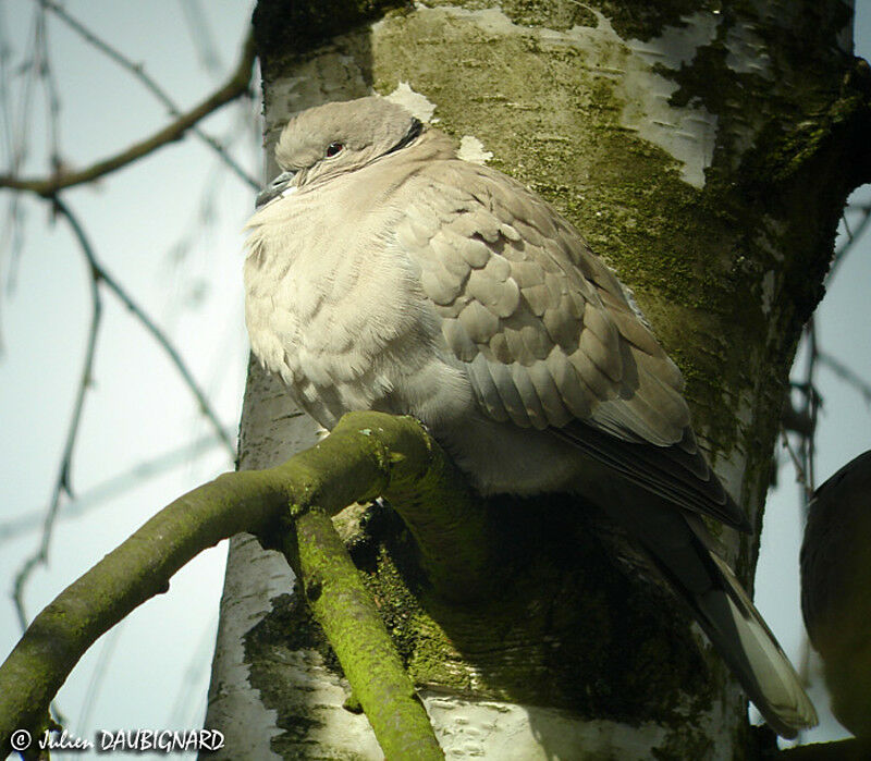 Eurasian Collared Dove