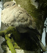 Eurasian Collared Dove