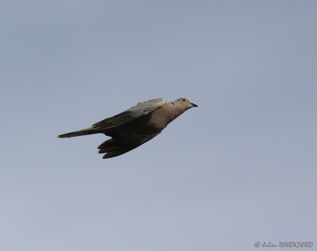 Eurasian Collared Dove, Flight