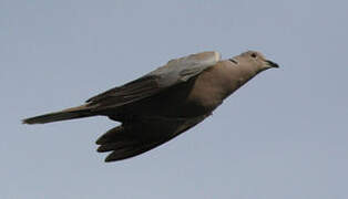 Eurasian Collared Dove