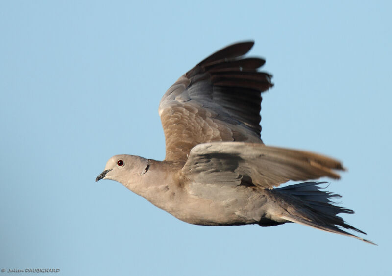 Eurasian Collared Dove, Flight