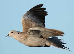 Eurasian Collared Dove