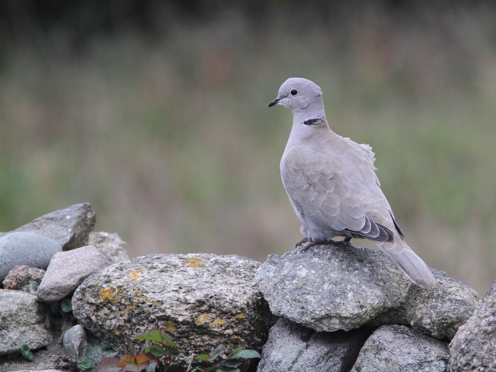 Eurasian Collared Dove, identification