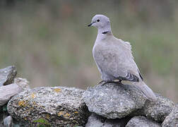 Eurasian Collared Dove