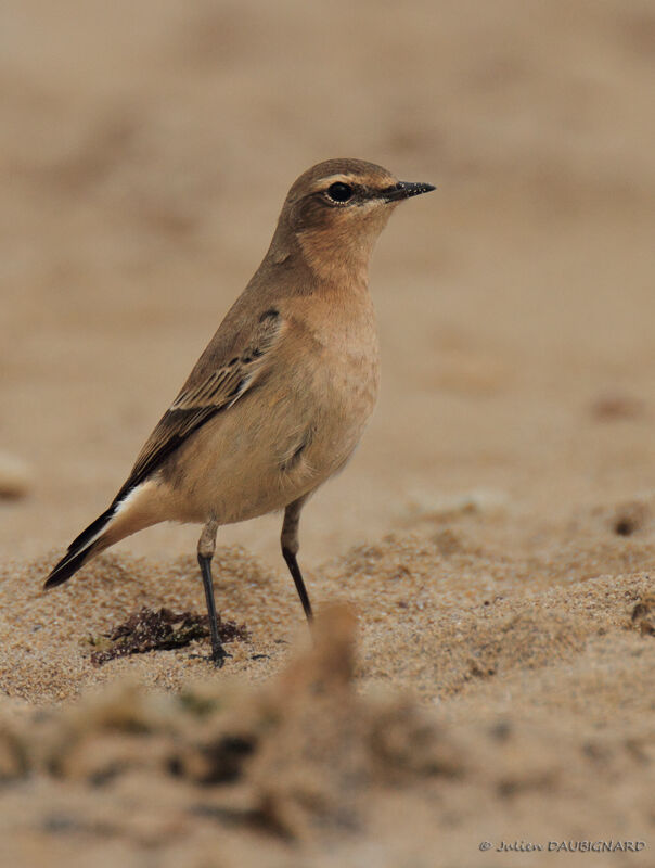 Northern WheatearFirst year, identification