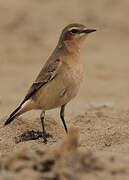 Northern Wheatear