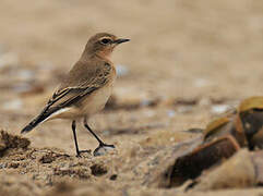 Northern Wheatear