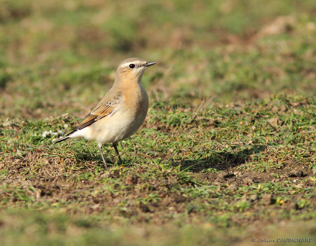 Traquet motteux, identification