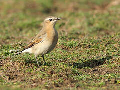 Northern Wheatear