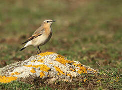 Northern Wheatear