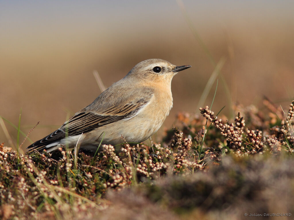 Northern Wheatear, identification