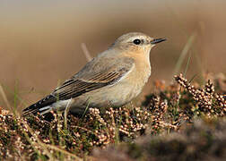 Northern Wheatear