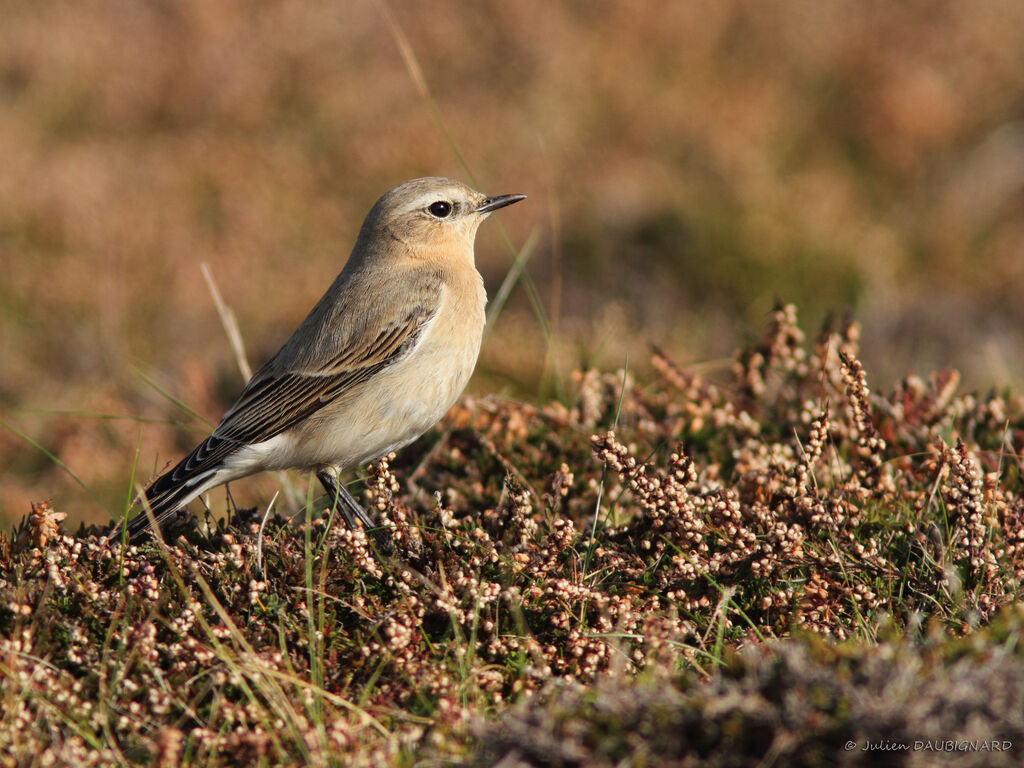 Northern Wheatear, identification