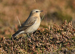 Northern Wheatear