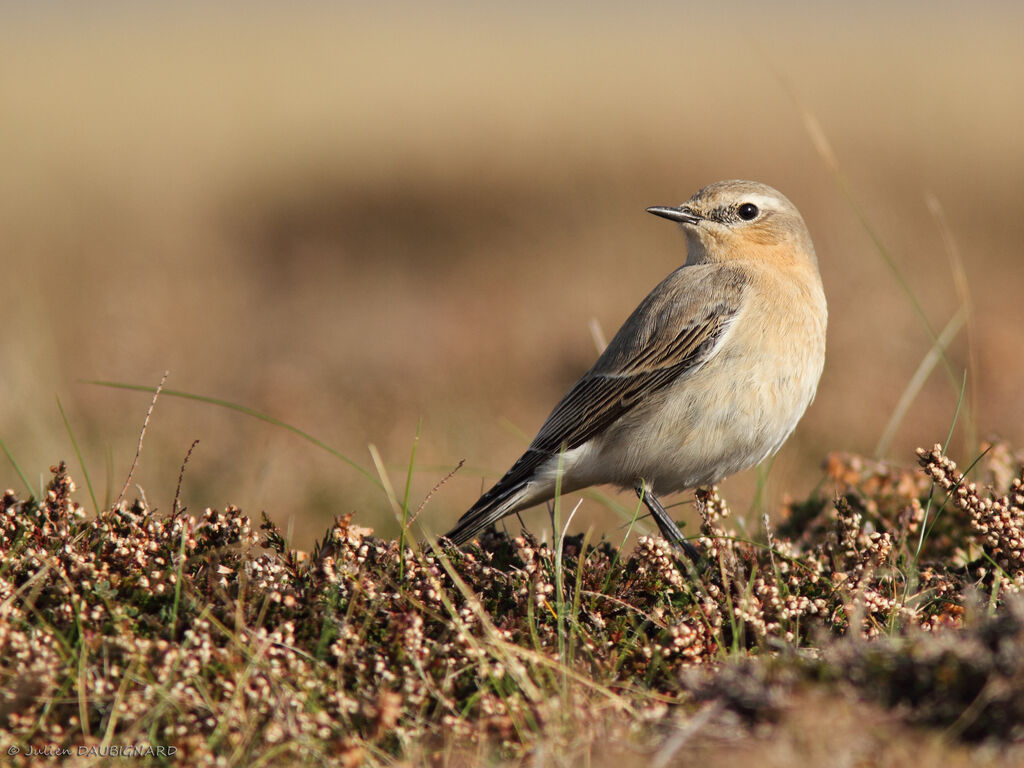 Northern Wheatear, identification