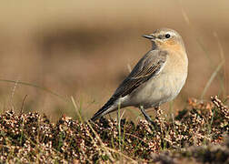 Northern Wheatear