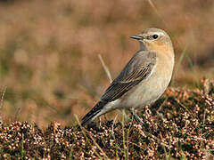 Northern Wheatear