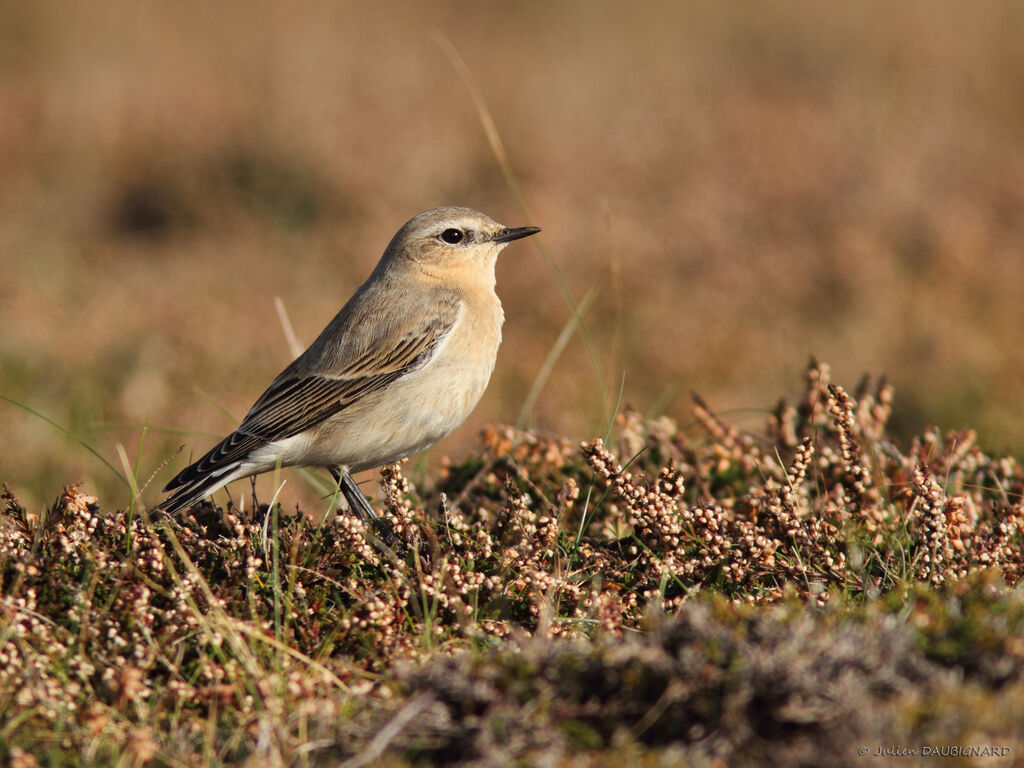 Northern Wheatear, identification