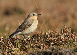 Northern Wheatear