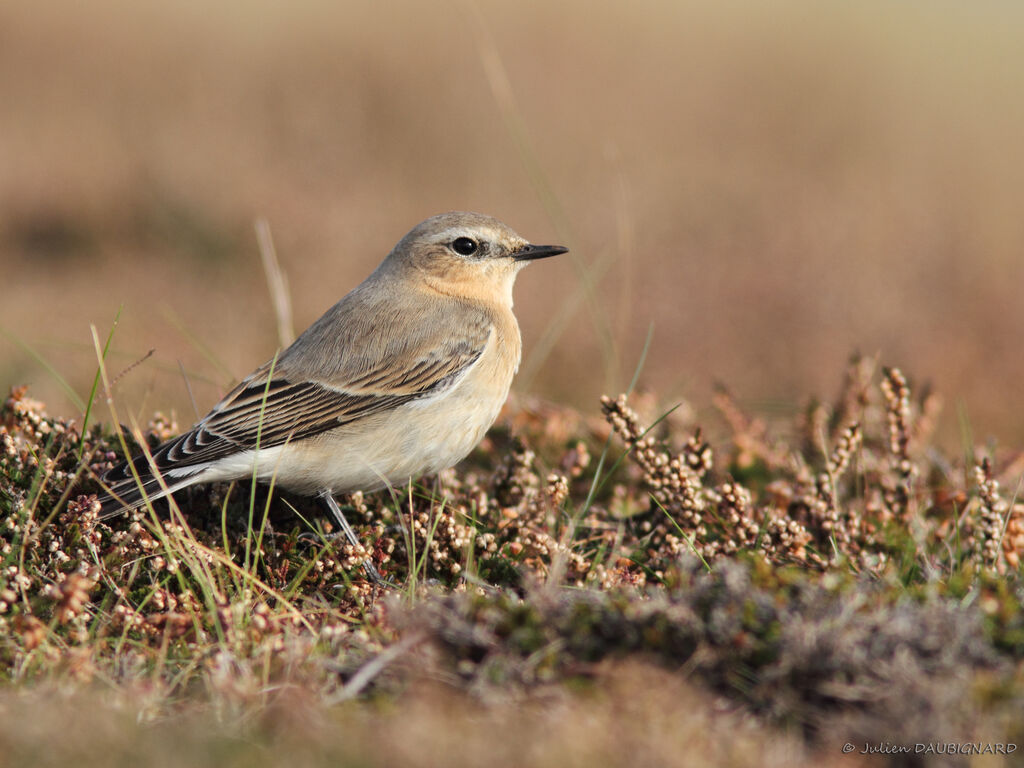 Traquet motteux, identification