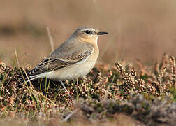 Northern Wheatear