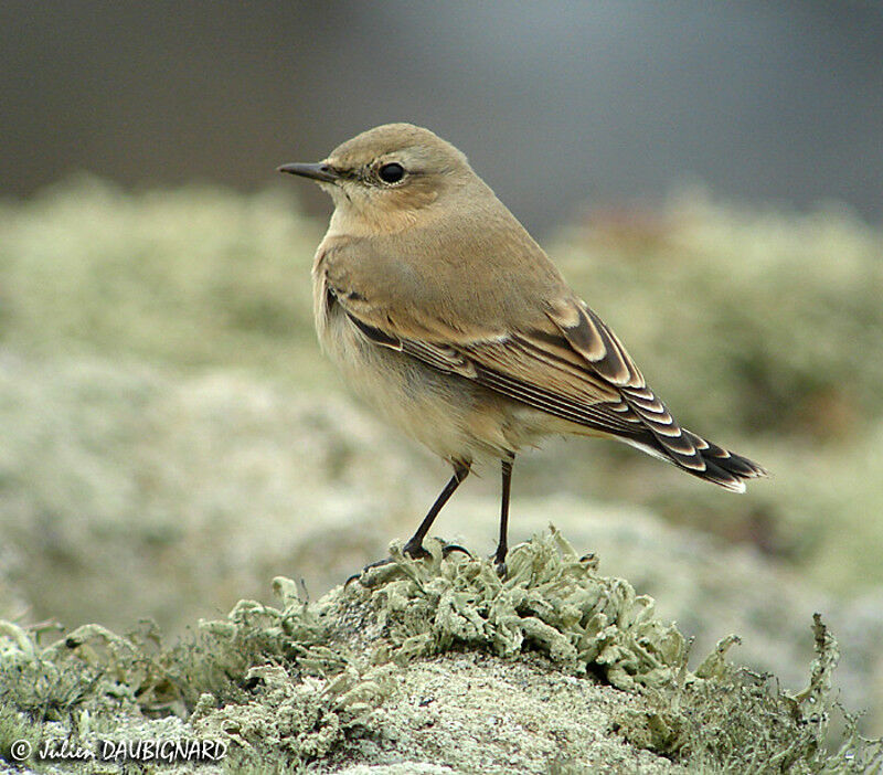 Northern Wheatear female