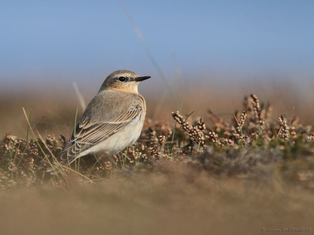 Northern Wheatear, identification