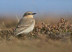 Northern Wheatear